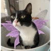 Fairy cats 5