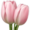 IPhone emoji Primavera2 🌸🩷🌸 13