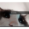 Cats.exe 11