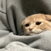 Sad cat 8
