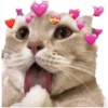 🐱🐾🐈 Cats ll 🐈🐾🐱 11