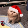 Natal dos bichinhos 🎄🎅🏻🐶🐱 15