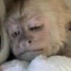 MACAQUINHOS REAÇÕES🐒 14