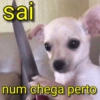 Memes do zapzap 16