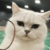 🧿Gatitos Gatos Miau🐱🐈 8