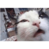 Cats.exe 15