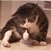 🐱🐾🐈 Cats lV  🐈🐾🐱 16
