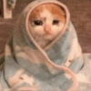 Sad cat 16