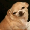 Pinscher e Chihuahua MEMES 20