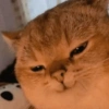 REAÇÕES GATINHOS 🐈🐈‍⬛ 13