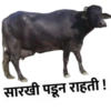 Marathi 11