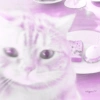 ♡ ֺ ⃝♡ᜓ.  gatitos.  ♡ 8