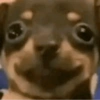 Pinscher e Chihuahua MEMES 13