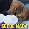 CACHORROS ENGRAÇADINHOS 🐶 14