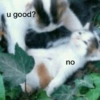 Sad cat 17
