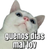 Memes pa' enviar de Gatitos 11