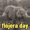 😻Gatos gaticos michis lindos 8