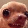 Pinscher e Chihuahua MEMES 21