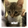 Cat 10