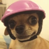 Pinscher e Chihuahua MEMES 5