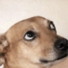 Novas 2025 23