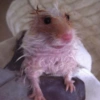 🐹 HAMSTERCITOS 🐹 11
