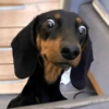 Memes gatos e cachorros 14