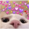 🐱🐾🐈 Cats ll 🐈🐾🐱 30