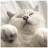 Милый котенок 27