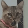 REAÇÕES GATINHOS 🐈🐈‍⬛ 10
