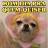 CACHORROS ENGRAÇADINHOS 🐶 7