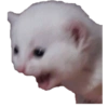 Gatos Sad 7