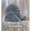 Goril 15