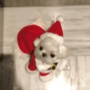 Natal dos bichinhos 🎄🎅🏻🐶🐱 7