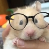 Hamster Reacciones🐁💕 23