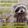 🐼🗑🦝 Raccoons l 🦝 🗑 🐼  14