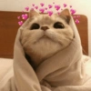 Gatitos amor 💘  5