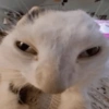 Kucing imut 24
