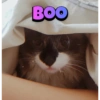 Mozart bolado 10