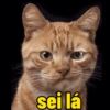 Memes gatos e cachorros 9