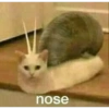 Gatos 10