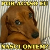 CACHORROS ENGRAÇADINHOS 🐶 15