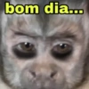 Macaco / monkey 9