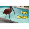 Good Morning 16