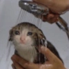 Sad cat 14