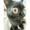 Gatito negro 17