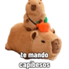 Capibara capibara capibara 14