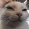 Gatitos Memes😺✨💕11 7