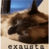 Mozart bolado 11