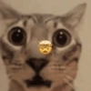 Gatitos Memes😺✨💕11 6